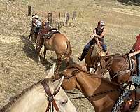 aqha-quarter-horse