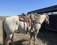 aqha-gelding-quarter-horse