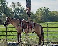 trail-riding-quarter-pony