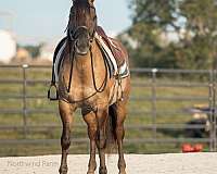 grulla-all-around-horse