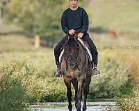 grulla-husband-safe-horse