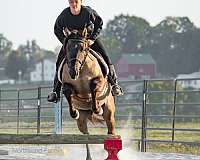 grulla-jumper-horse