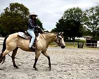 14-hand-quarter-horse-mare