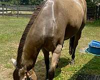 buckskin-mare-for-sale