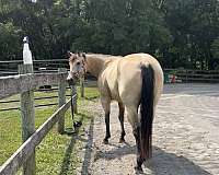 buckskin-quarter-horse-for-sale