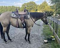 buckskin-quarter-horse-mare