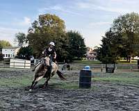 14-hand-buckskin-horse