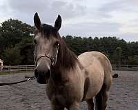 buckskin-quarter-horse