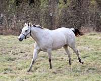 all-around-appaloosa-horse