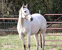 athletic-appaloosa-horse