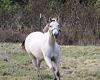 breeding-appaloosa-horse