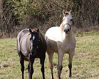 flashy-appaloosa-horse