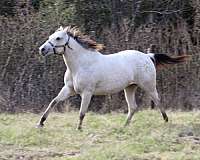 mounted-patrol-appaloosa-horse