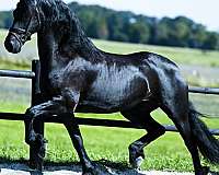 friesian-horse