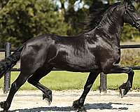 friesians-horse