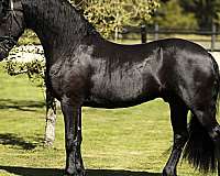 friesian-horses