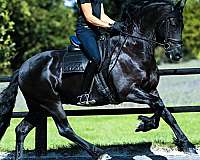 f-riesians-for-sale-friesian-horse