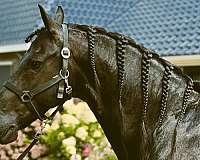 friesian-dressage-horse