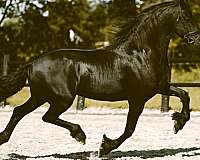 friesian-sporthorse-horse