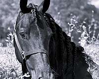 friesian-stallion-horse