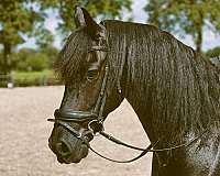 friesian-gelding-horse