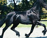 friesian-filly-horse