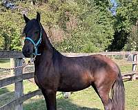 friesian-mare