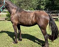 friesian-horse-for-sale