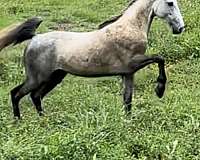 saddlebred-horse-for-sale