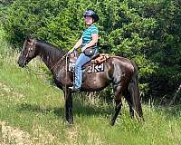 exca-tennessee-walking-horse