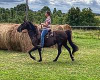 saddle-rack-tennessee-walking-horse