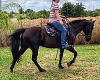 sports-tennessee-walking-horse