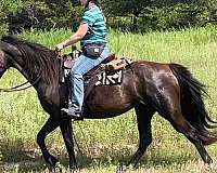 trail-sports-tennessee-walking-horse