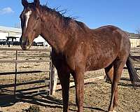 thoroughbred-gelding