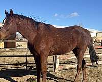 chestnut-thoroughbred-horse