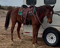 chestnut-thoroughbred-horse