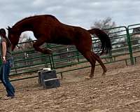 jockey-club-thoroughbred-horse