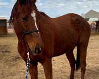 thoroughbred-gelding