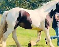 gypsy-vanner-horse