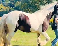 gypsy-vanner