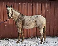 beginner-to-advanced-appaloosa-horse