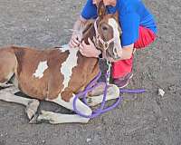 gypsy-vanner-horse