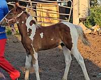 gypsy-vanner