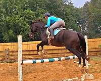 dressage-hanoverian-horse