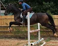 ground-manners-hanoverian-horse