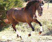 athletic-andalusian-horse