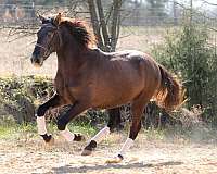 great-amateur-andalusian-horse