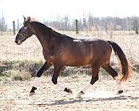 great-amateur-horse