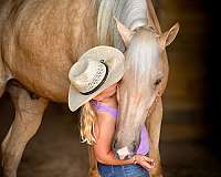 most-handsome-tennessee-walking-horse