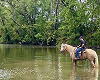 most-handsome-gelding